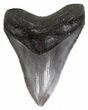 Serrated, Megalodon Tooth - Georgia #55639-1